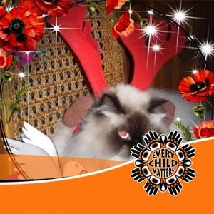 Meet your Posher, Donna